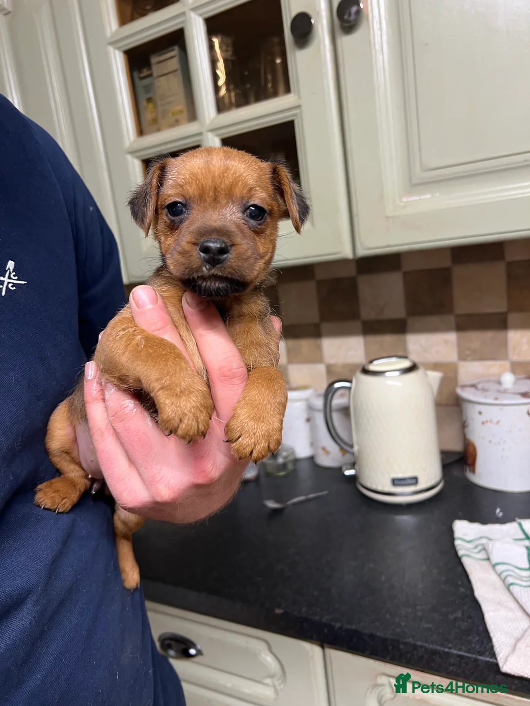 Lakeland Terrier dogs for sale: Lakeland puppies  - Advert 7
