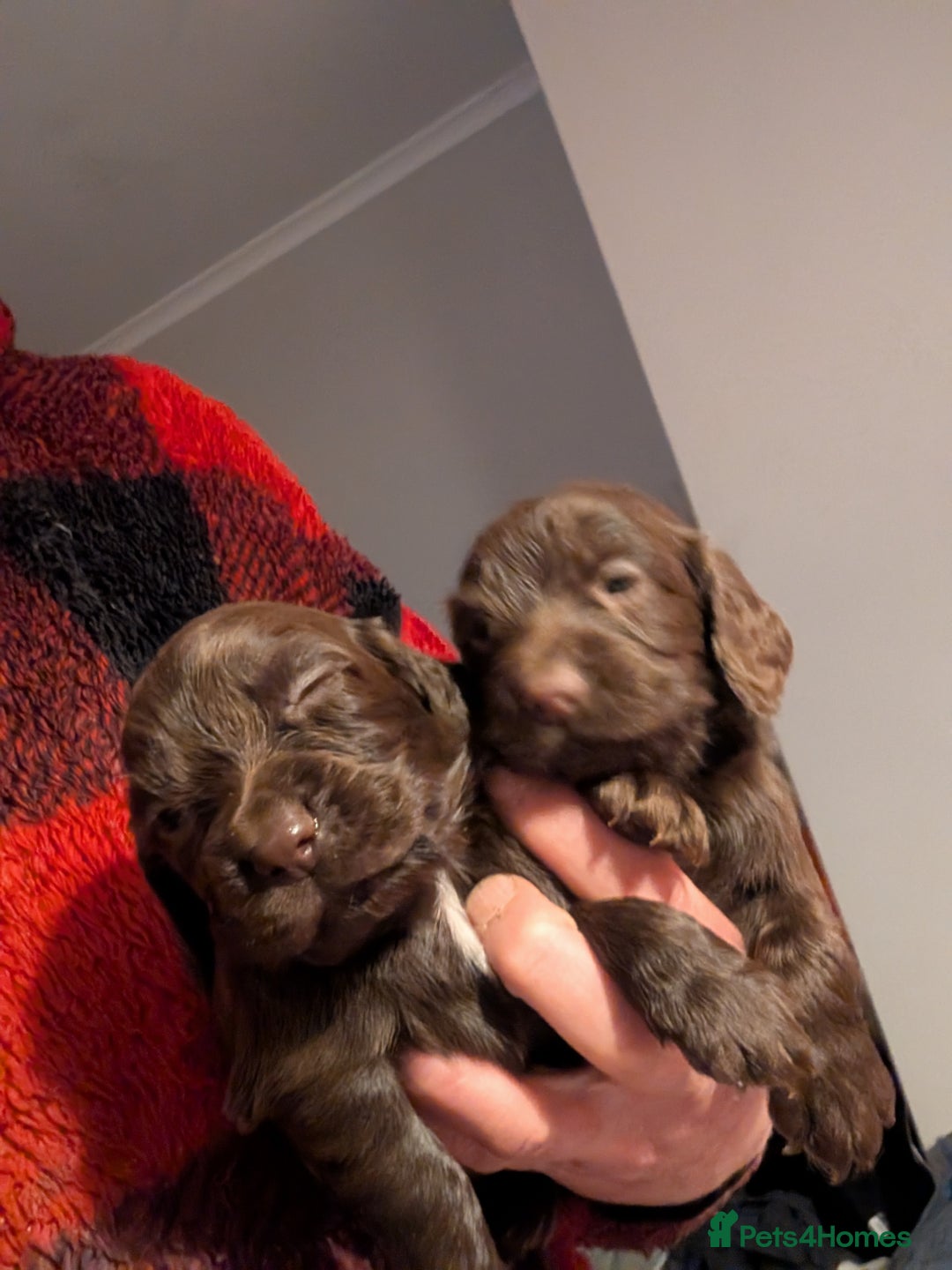 Cocker Spaniel dogs for sale: chocolate cocker spaniels stunning pups - Advert 1
