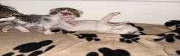 Bengal cats for sale: Mixed bengal x rare all white blue eyed .   in Bushey - Advert 21
