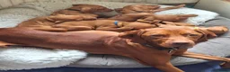 Hungarian Vizsla dogs for sale: Hungarian Vizsla puppies 1 girl and 1 boy - Advert 1