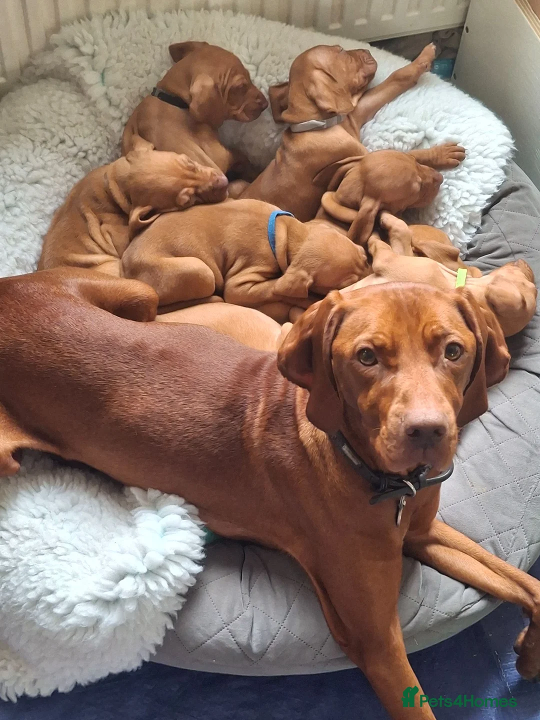 Hungarian Vizsla dogs for sale: Hungarian Vizsla puppies 1 girl and 1 boy - Advert 1