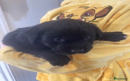 Labrador Retriever dogs for sale: LABRADOR PUPPIES  - Image 2