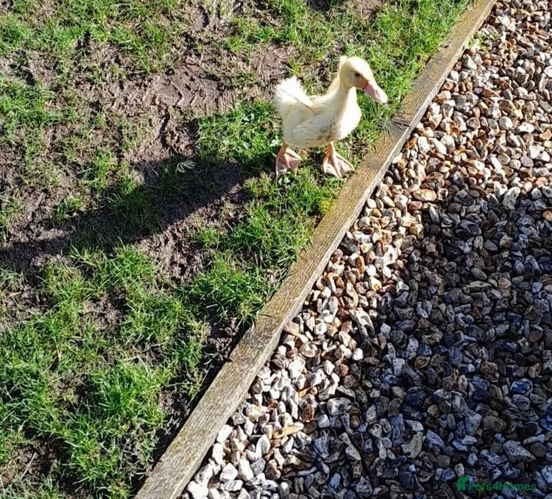 Ducks poultry for sale: Female duck in Thatcham - Advert 1