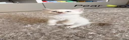 Siberian cats for sale: Beautiful Siberian Kittens – 3 Girls & 4 Boys 💙🩷 - Advert 22