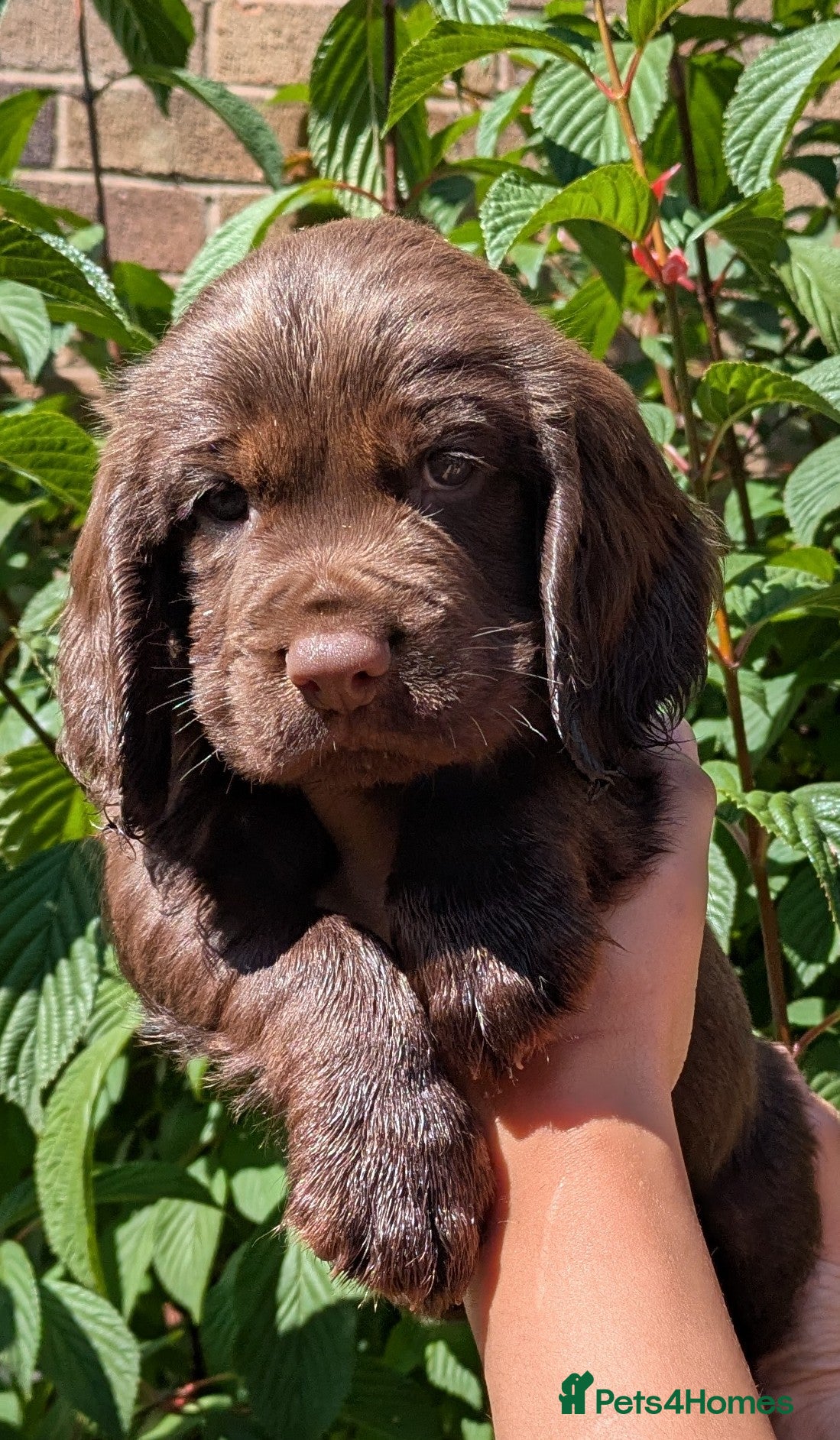 Sprocker dogs Beautiful F1B Sprocker Puppies  - Advert 2