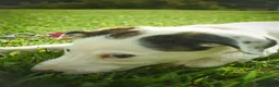 Mixed Breed dogs for adoption: Beautiful Bella in Fleet - Advert 5