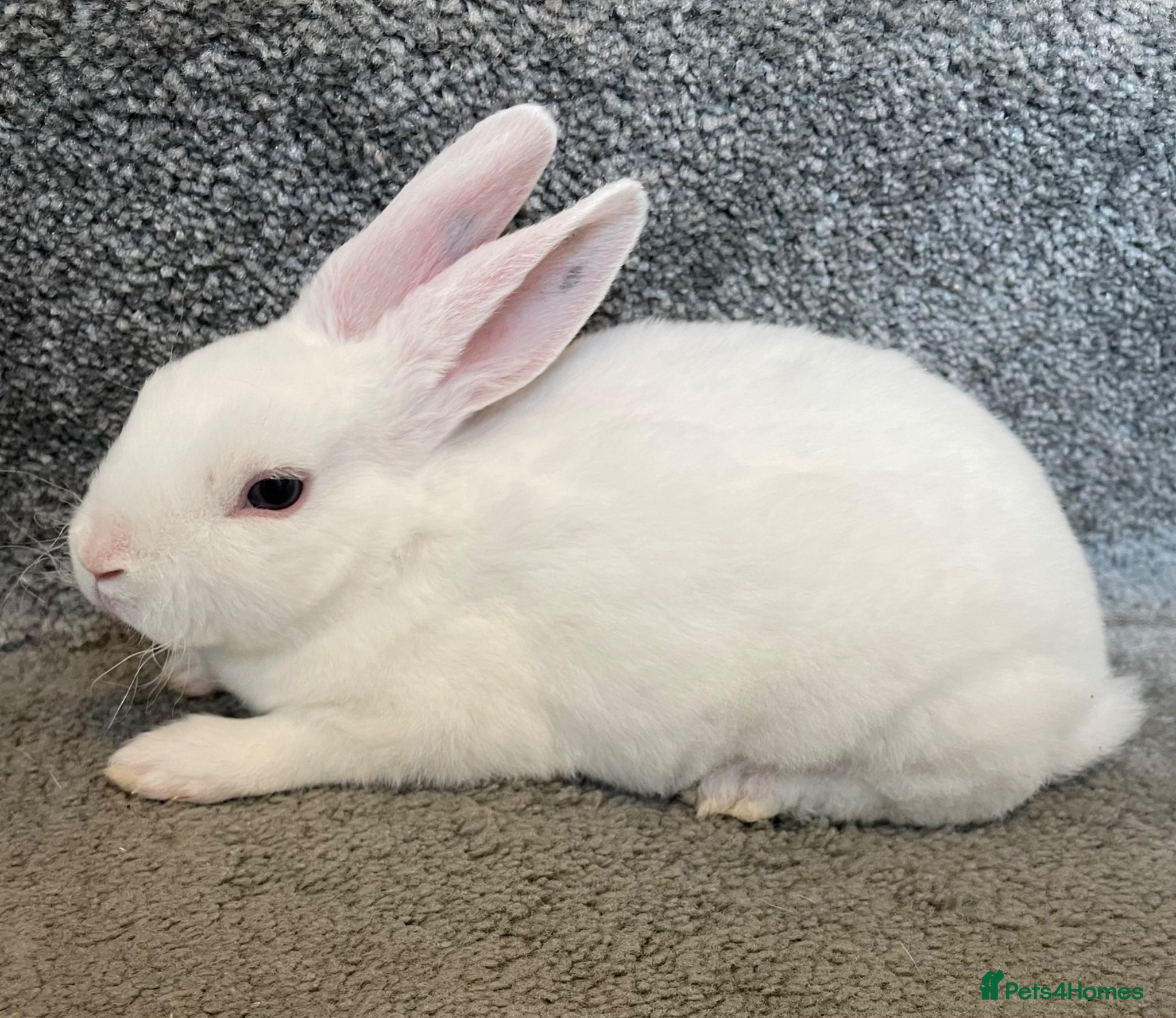Rex rabbits 💖Pure bred mini Rex litter 💖 - Advert 21