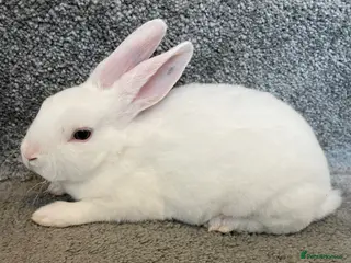 Rex rabbits 💖Pure bred mini Rex litter 💖 - Advert 21
