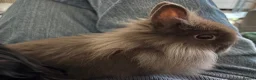 Angora rabbits for sale: Teddydwerg girl  - Advert 3