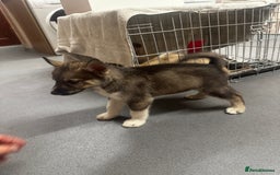 Siberian Husky dogs for sale: Siberian huskies - Image 5