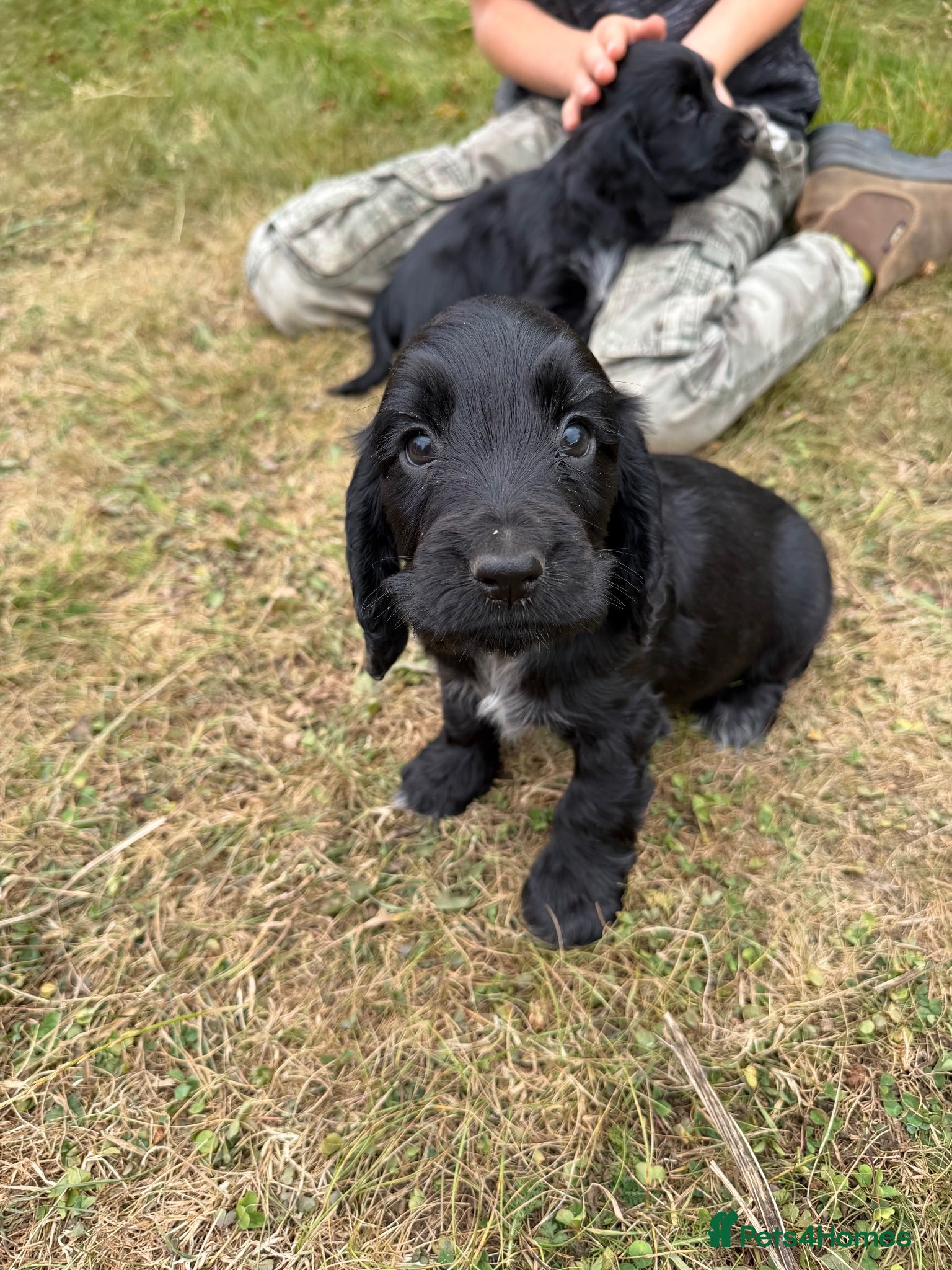 Cocker Spaniel dogs Show cocker puppies - Advert 1