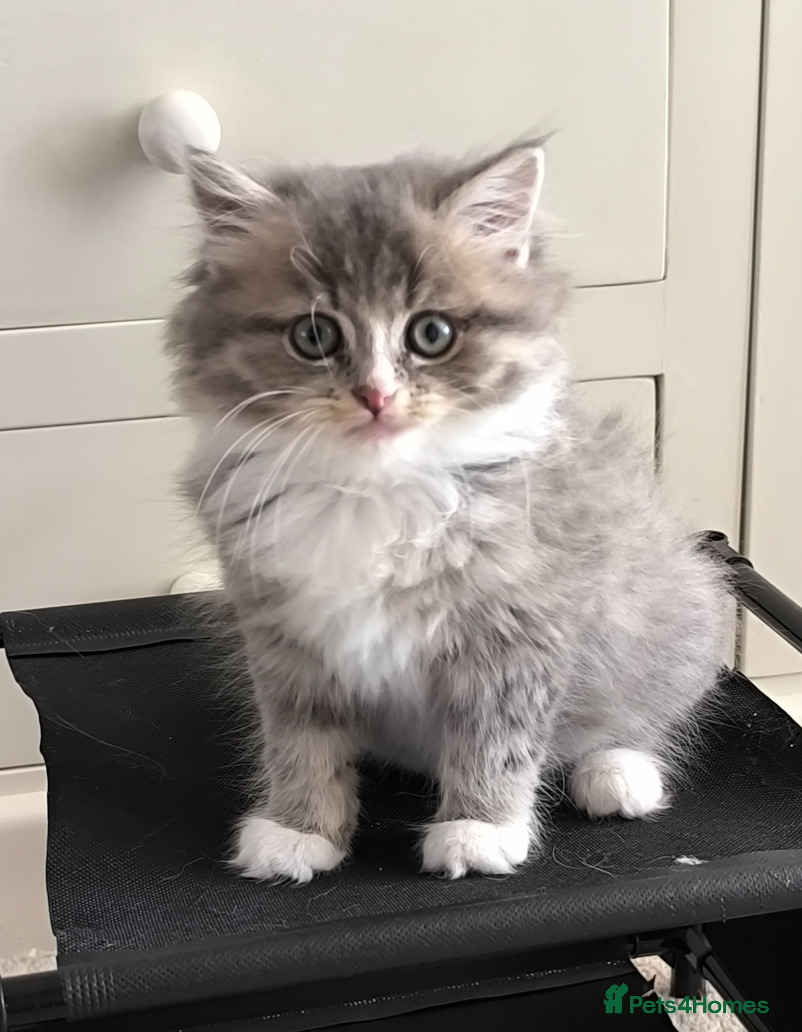 British Longhair cats Stunning British Longhair Kittens  - Advert 8