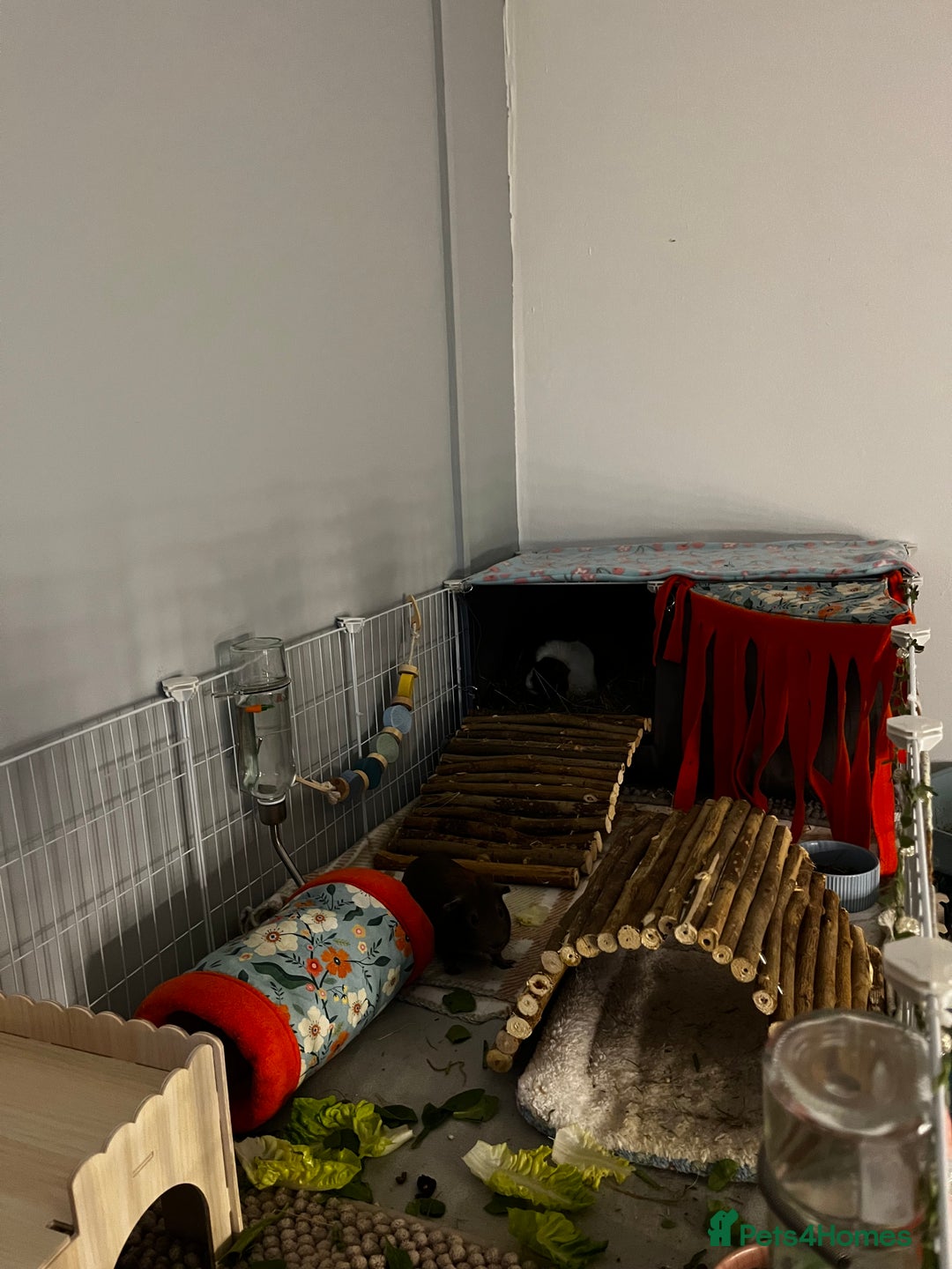 Guinea Pig rodents for sale: 3 sweet guinea pigs & cage & accessories - Image 6