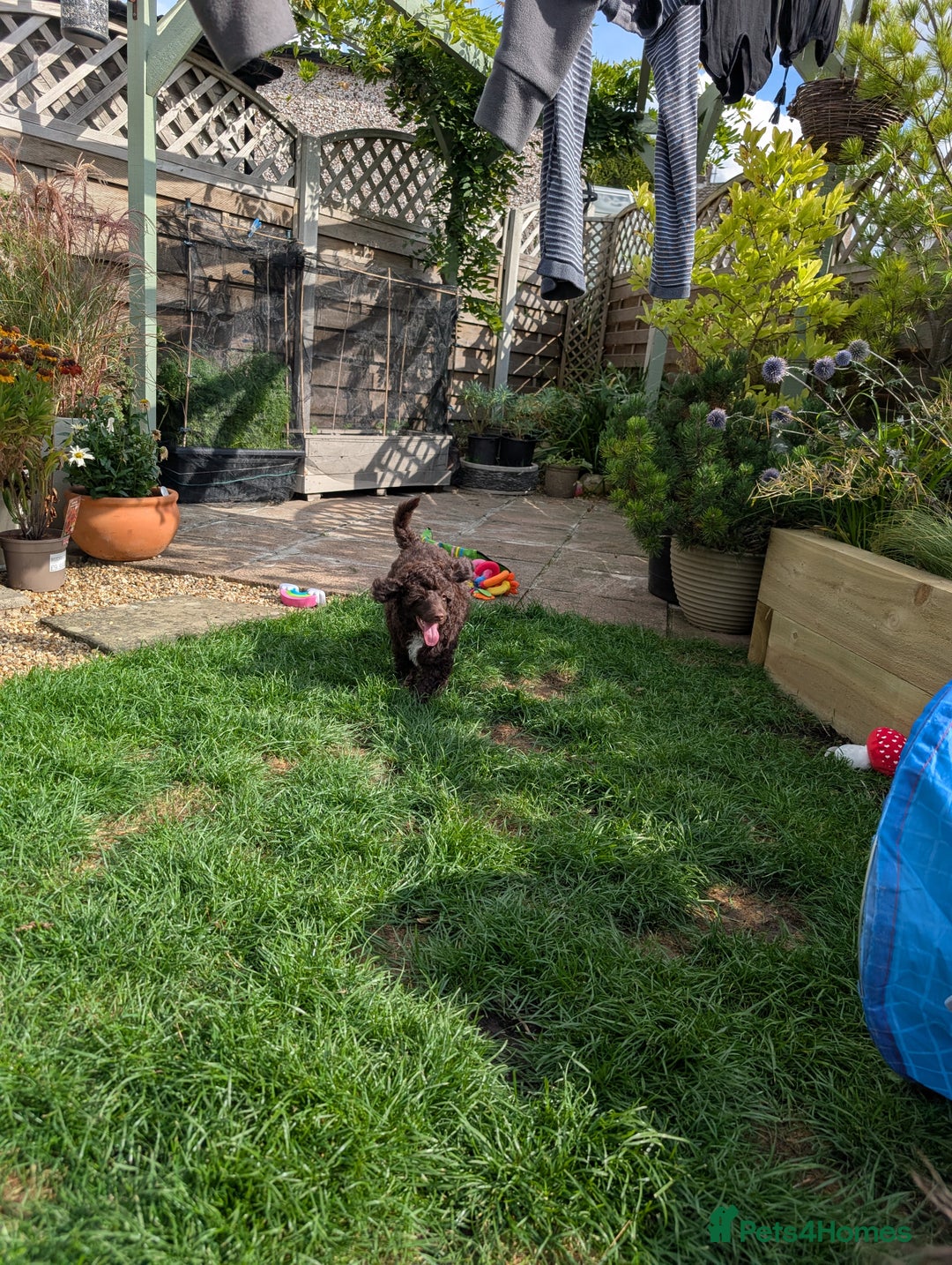 Miniature Poodle dogs for sale: Beautiful KC registered miniature poodles  - Image 27