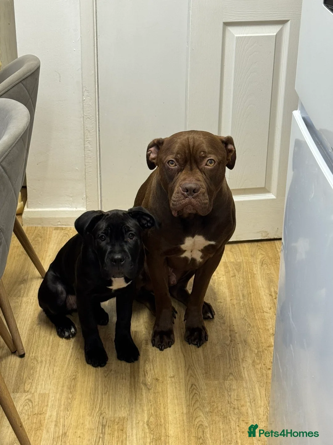 Cane Corso dogs for sale: Cane corso puppy- Cali - Advert 5
