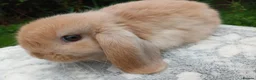 Mini Lop rabbits for sale: Stunning pure bred mini lop male baby rabbits RTR - Advert 5