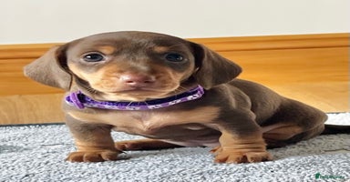 Miniature Dachshund dogs - Advert 4