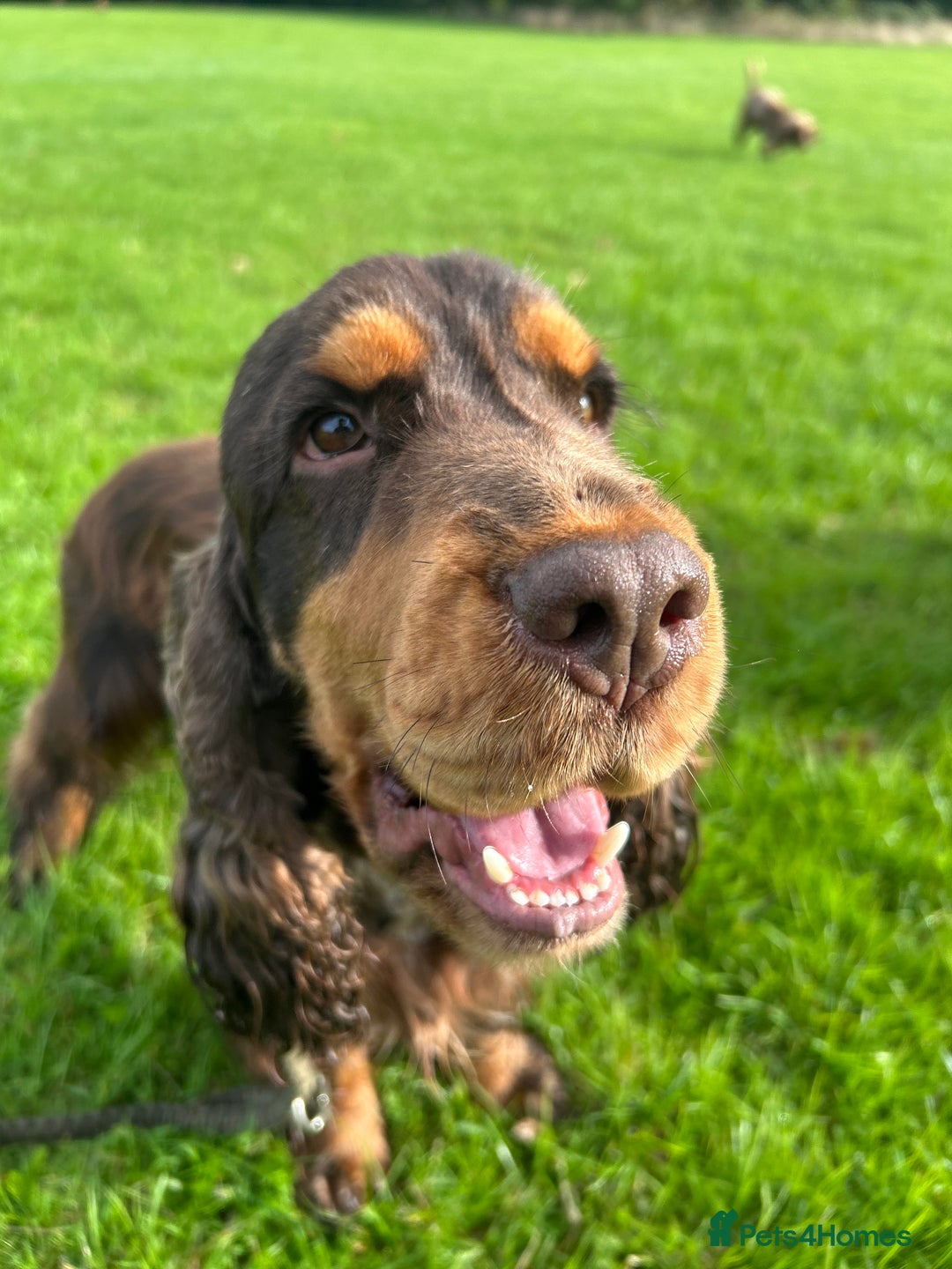 Cocker Spaniel dogs for stud: Chocolate and tan cocker stud  - Image 9