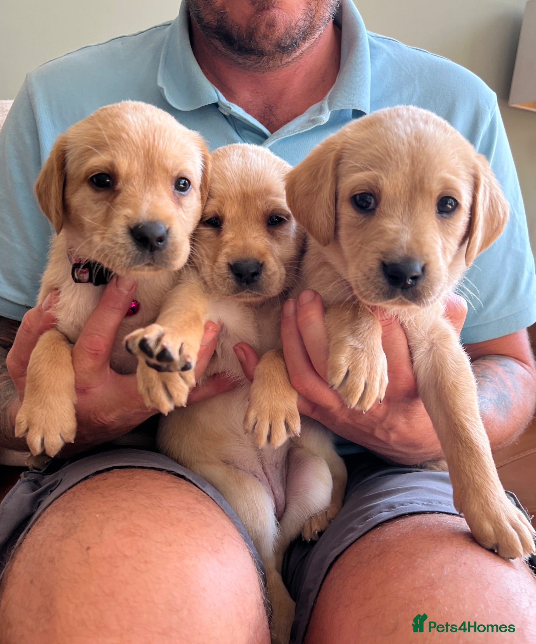 Labrador Retriever dogs ONLY 3 LEFT 🐾 STUNNING FAMILY KC LABRADORS  - Advert 2