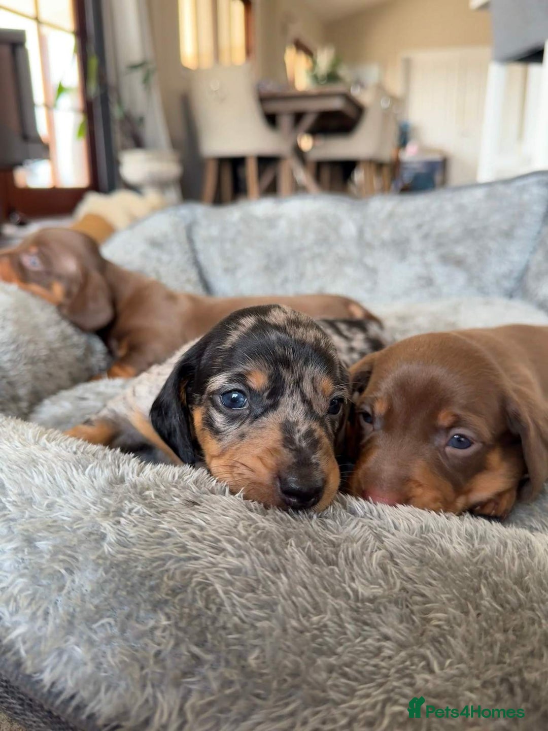 Miniature Dachshund dogs for sale: Truly Purebred Miniature Dachshunds puppies - Image 3