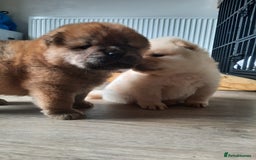 Chow Chow dogs for sale: Chow chow puppies for sale - Image 2