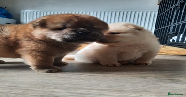 Chow Chow dogs - Advert 16