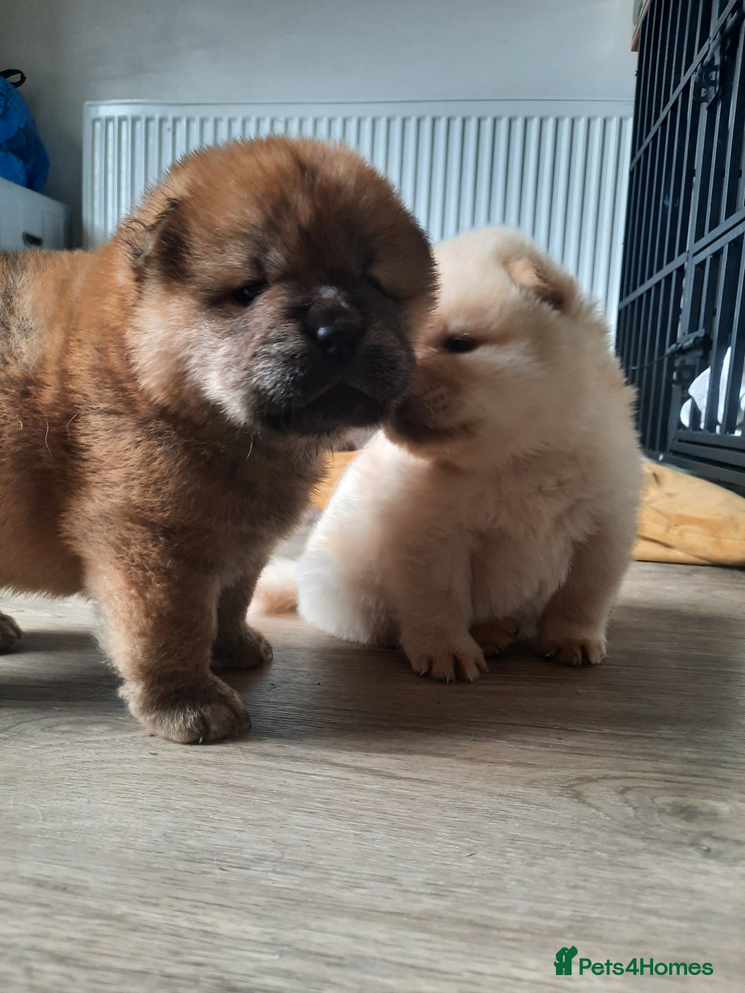 Chow Chow dogs for sale: Chow chow puppies for sale - Image 2