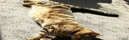 Bengal cats for sale: Simba Gorgeous Bengal boy - Advert 10
