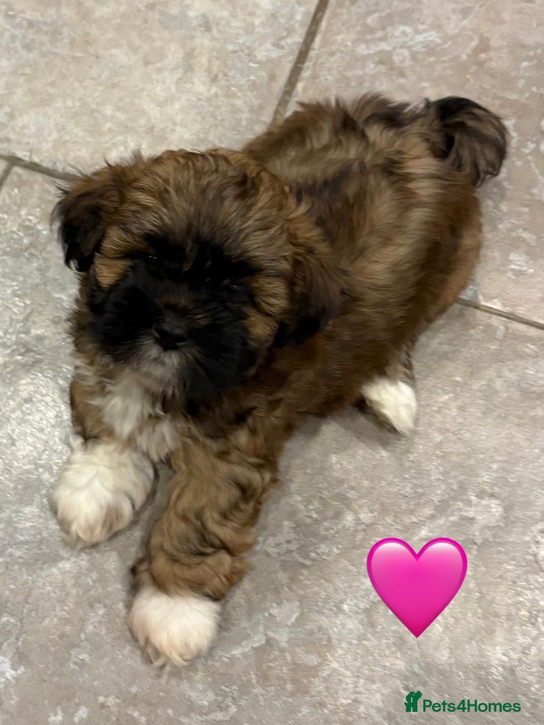 Lhasa Apso dogs for sale: Four Adorable Lhasa Apso Pups KC reg GPRA Clear - Advert 12