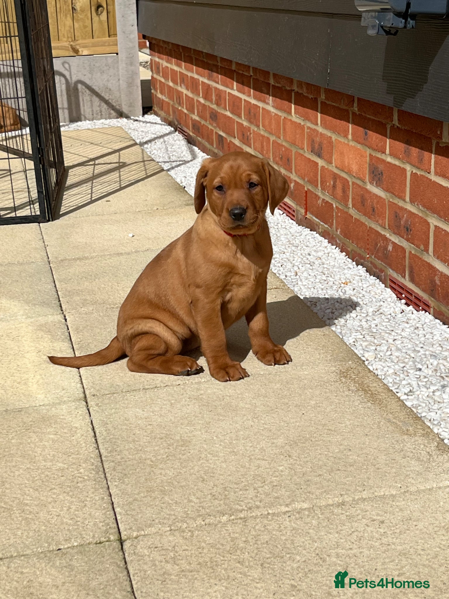 Labrador Retriever dogs ⭐️Labrador retriever puppies⭐️ - Advert 6