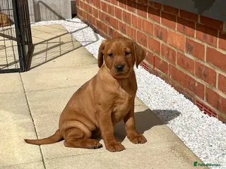 Labrador Retriever dogs ⭐️Labrador retriever puppies⭐️ - Advert 1