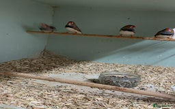Finches birds for sale: Zebra finches male and female,male diamond dove - Image 7