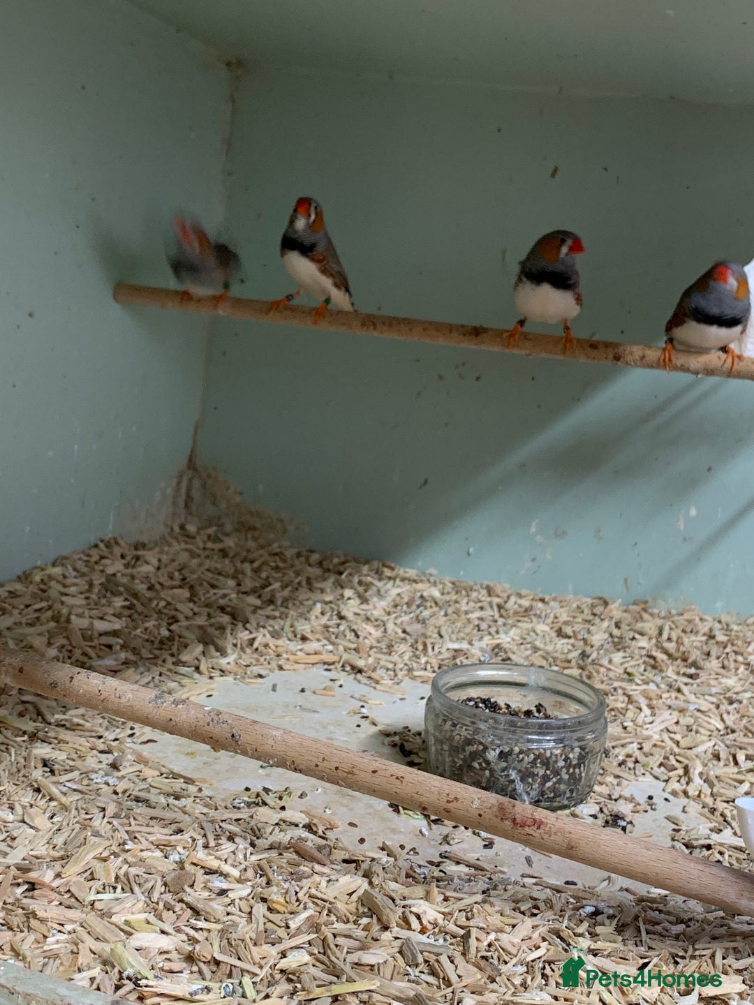 Finches birds for sale: Zebra finches male and female,male diamond dove - Image 7