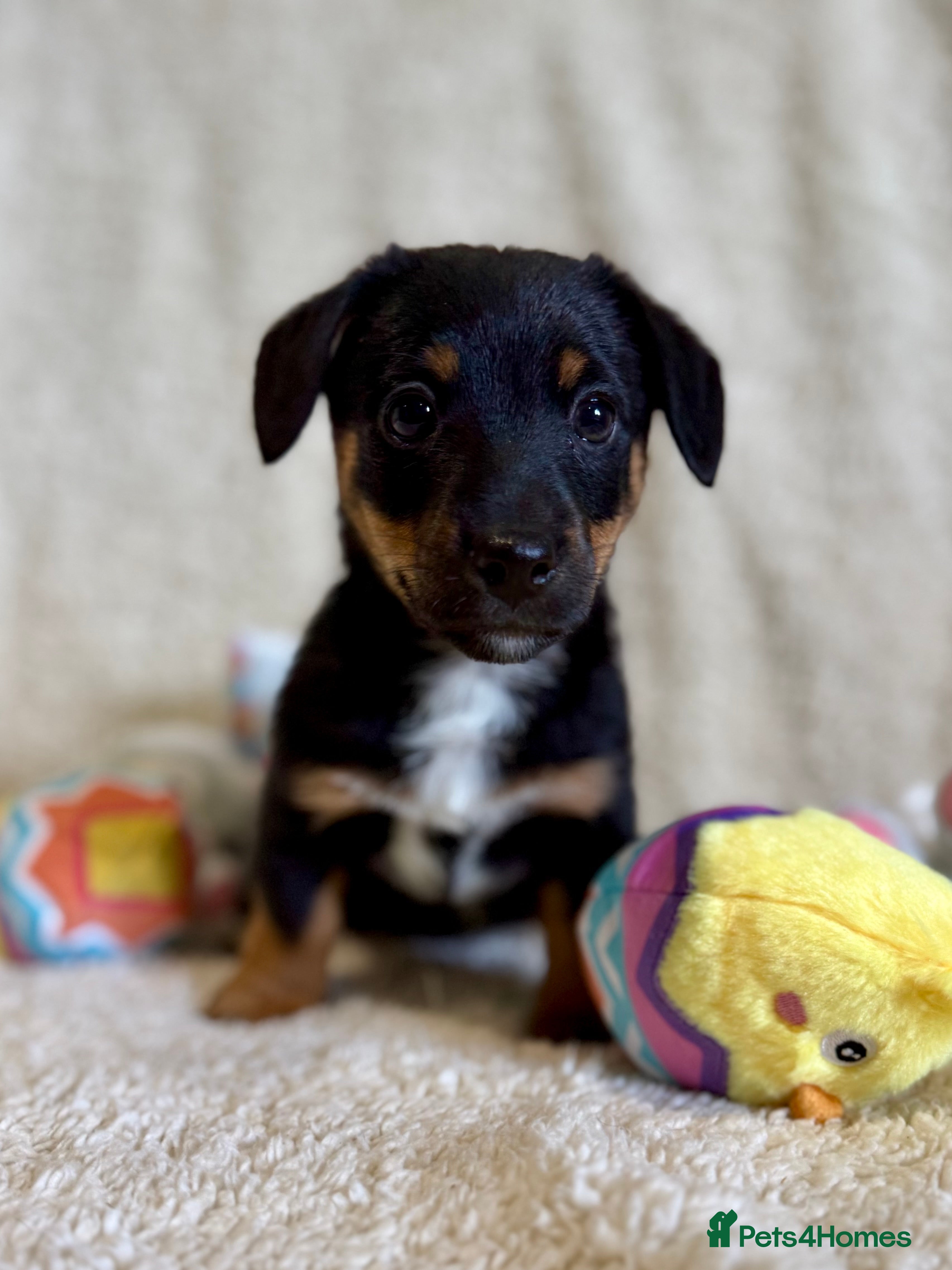 Jack Russell dogs Lovely miniature Jack Russell pups  - Advert 1