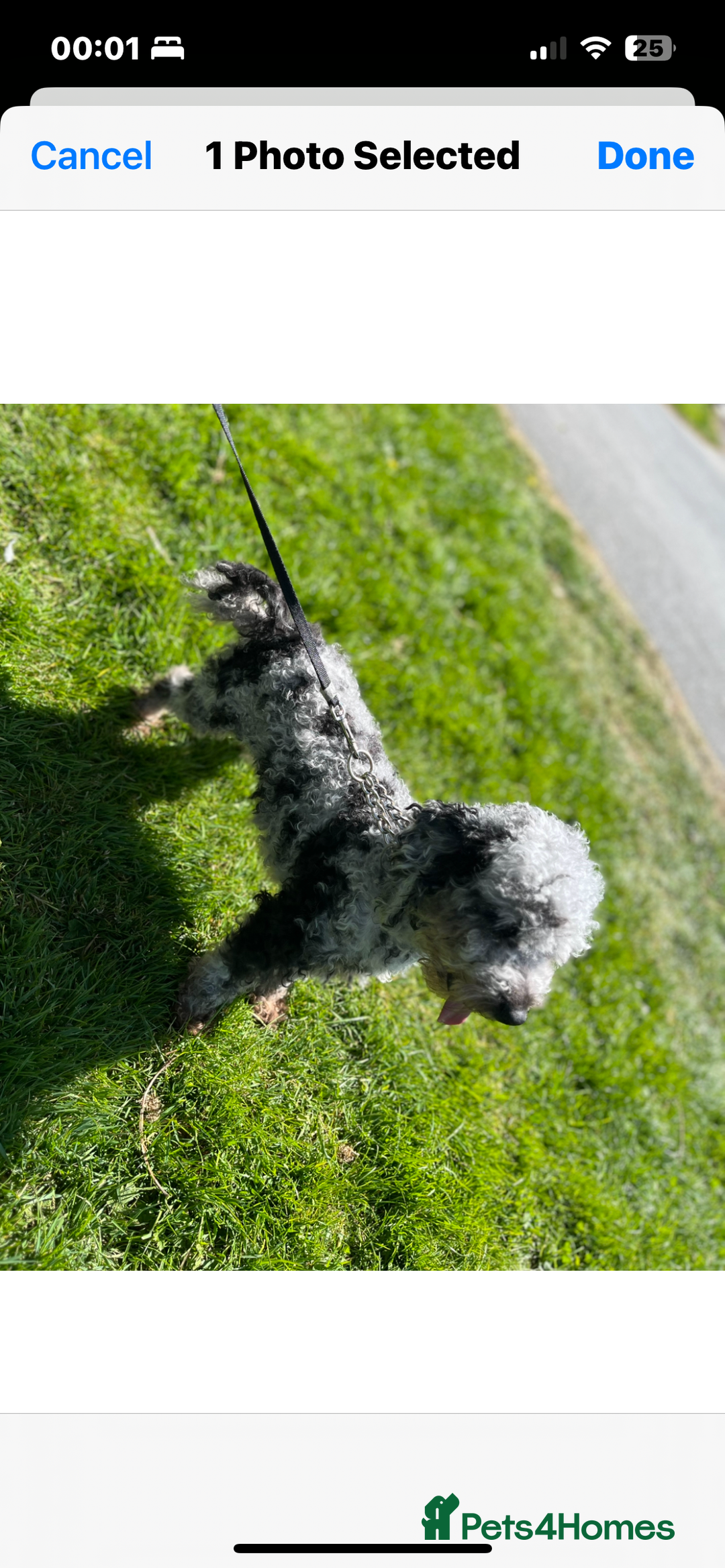 Miniature Poodle dogs for sale: 3 Miniture poodles boys  - Advert 4