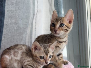 Bengal cats Pure Bred Bengals 1 BOY & 1 GIRL AVAILABLE!💓 - Advert 11