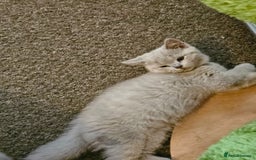 British Shorthair cats for sale: British shorthair and longhair  - Image 7