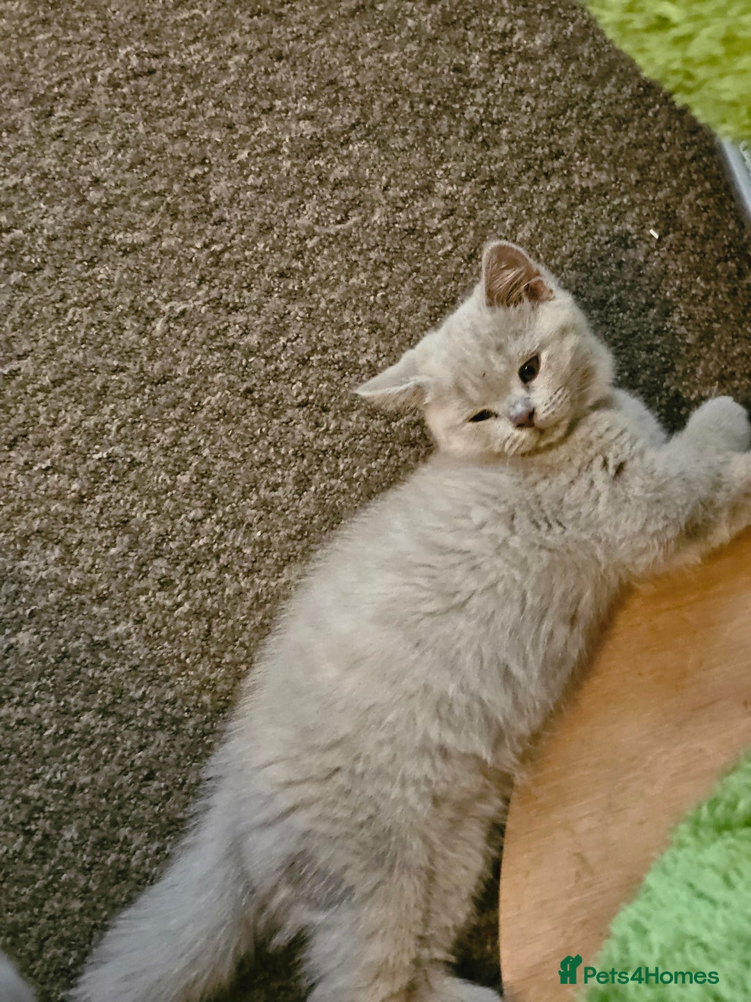 British Shorthair cats for sale: British shorthair and longhair  - Image 7