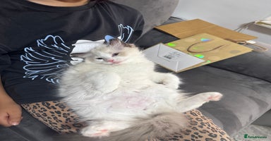Ragdoll cats - Advert 6