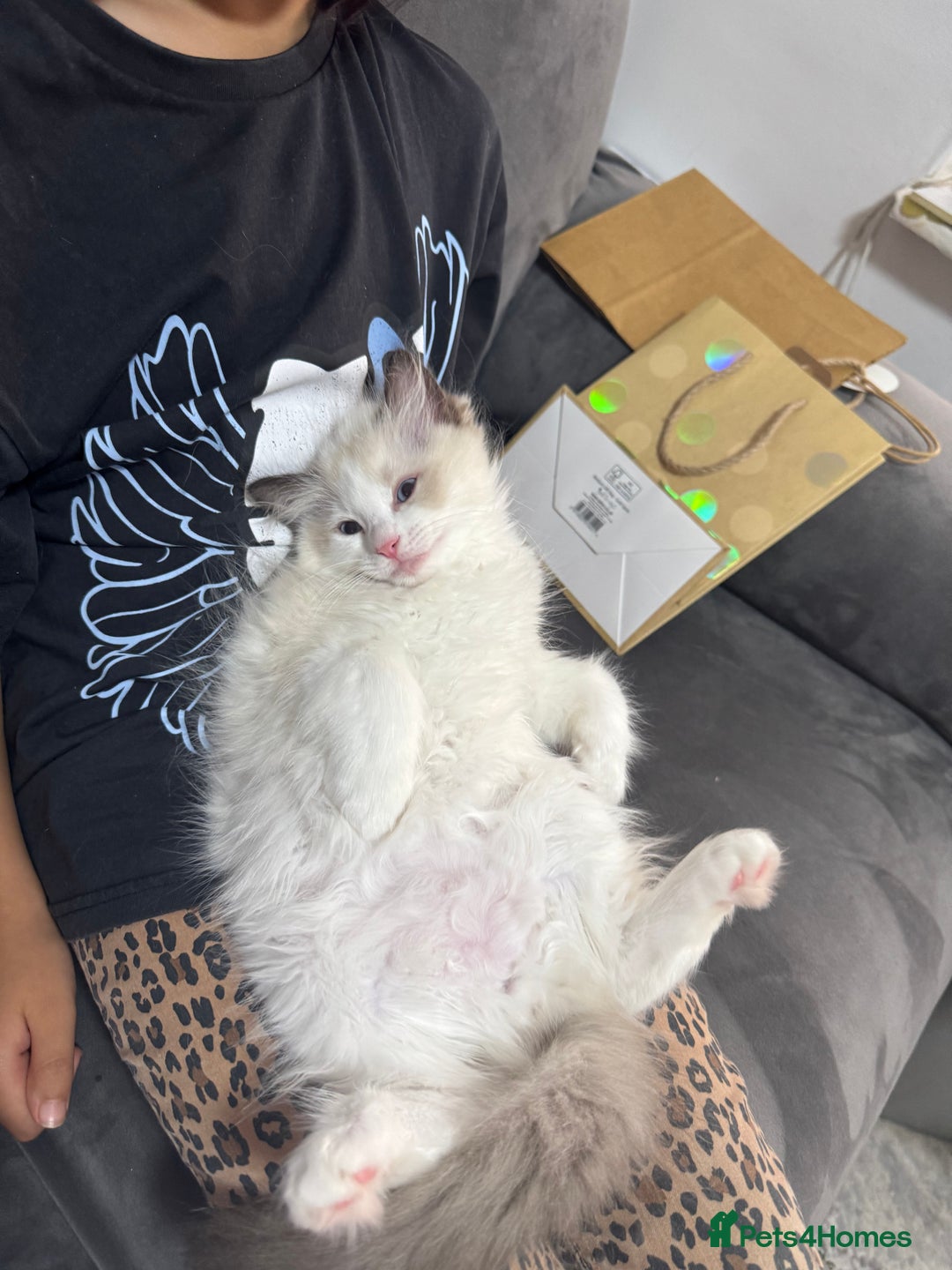 Ragdoll cats for sale: TICA Registered Ragdoll Kittens Available  - Image 1