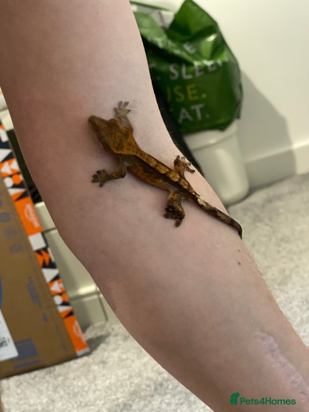 Gecko reptiles for sale: Crested Gecko - Advert 14