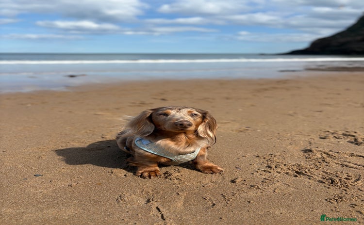 Miniature Dachshund dogs - Advert 2