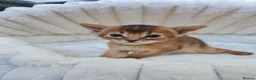Abyssinian cats for sale: LAST TWO BOYS,champion line Abyssinian kittens🎖 - Advert 31
