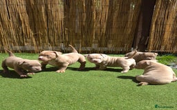 American Bully dogs for sale: Champagne, Chocolate, Merle Micro Pocket Bullys  in Wilmslow - Image 26