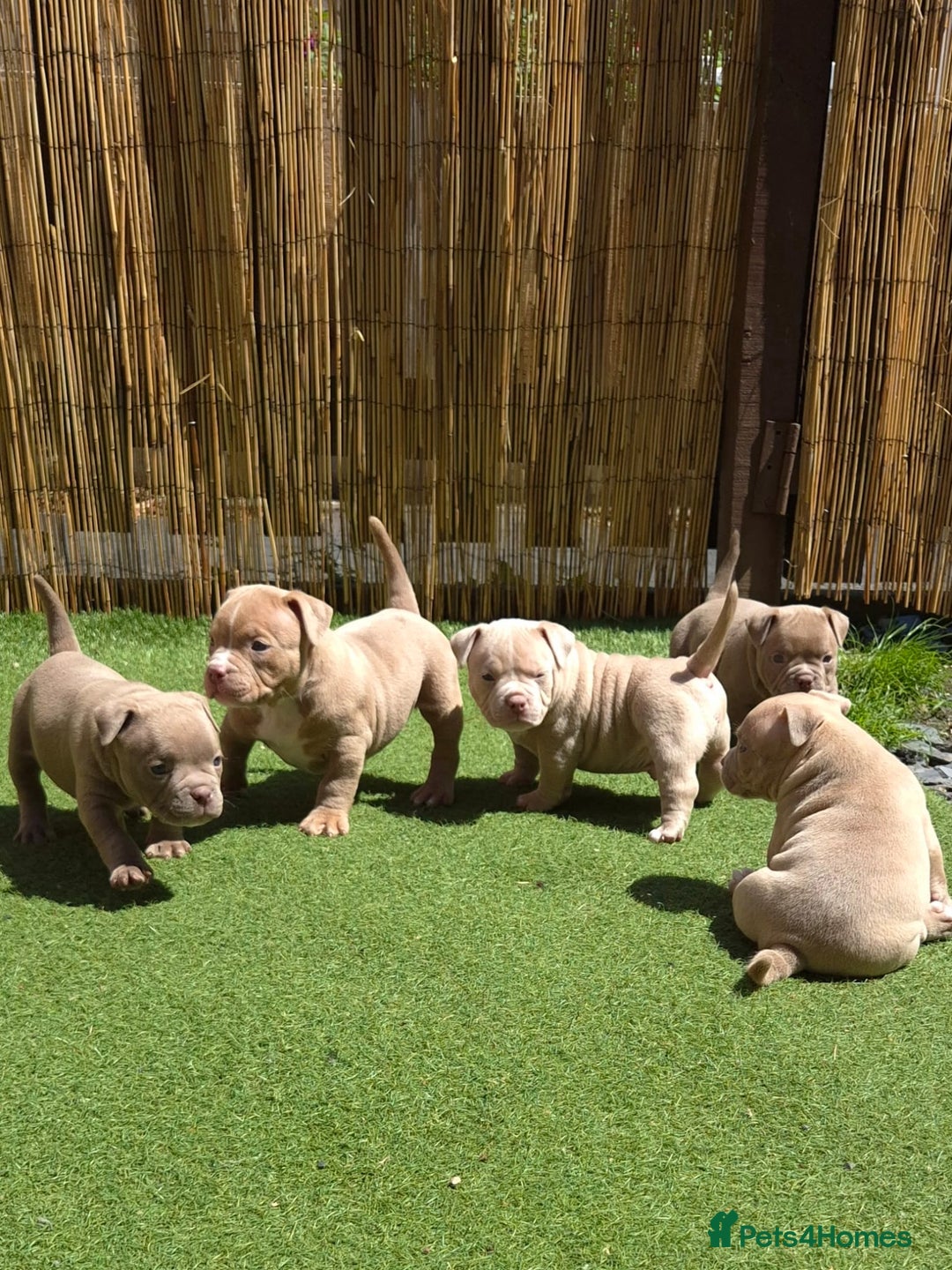 American Bully dogs for sale: Champagne, Chocolate, Merle Micro Pocket Bullys  in Wilmslow - Image 26