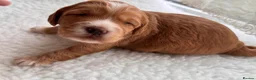 Cockapoo dogs for sale: AMAZING TOY COCKAPOO PUPPIES - Advert 9