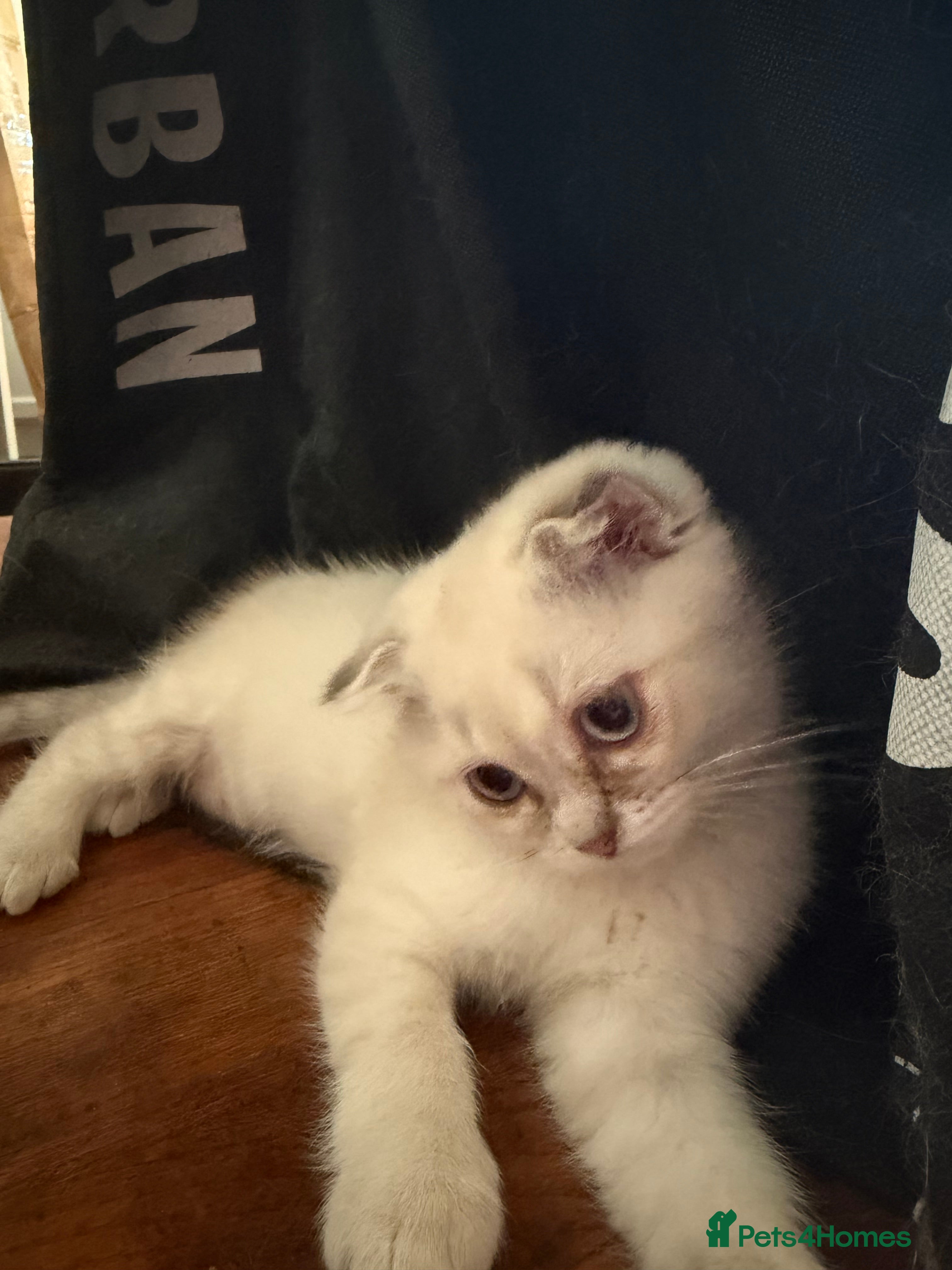 Scottish Fold cats for sale: READY SCOTTISH FOLD KITTENS (URGENT) - Advert 5