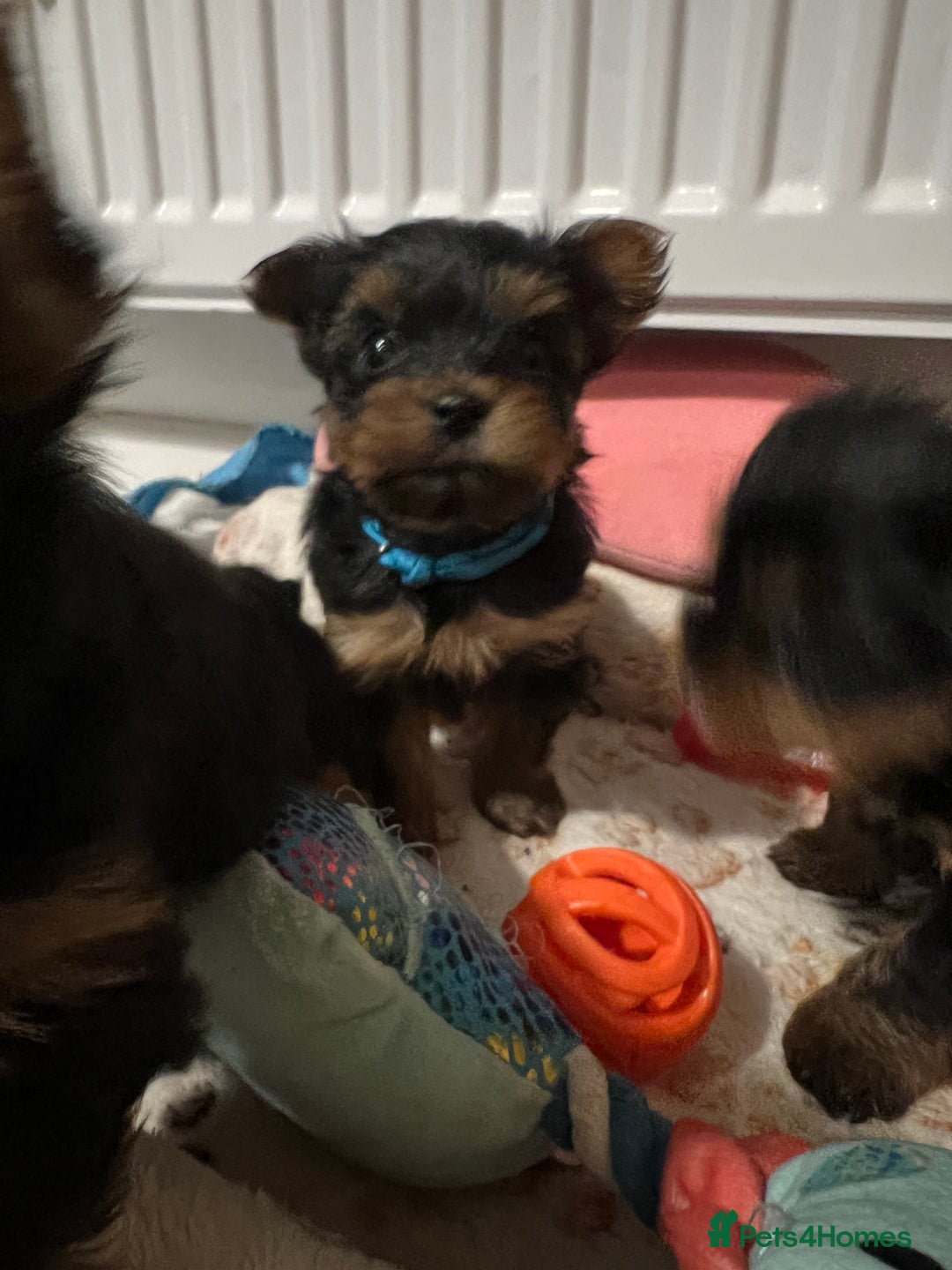 Yorkshire Terrier dogs for sale: 4 little pure breed Yorkshire terrier puppies  - Advert 2