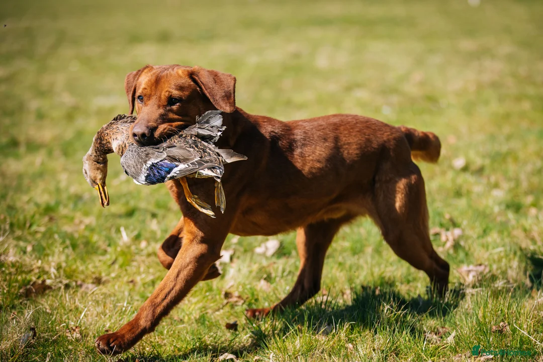 Labrador Retriever dogs for stud: Dark fox red lab KC reg fully health tested - Advert 3