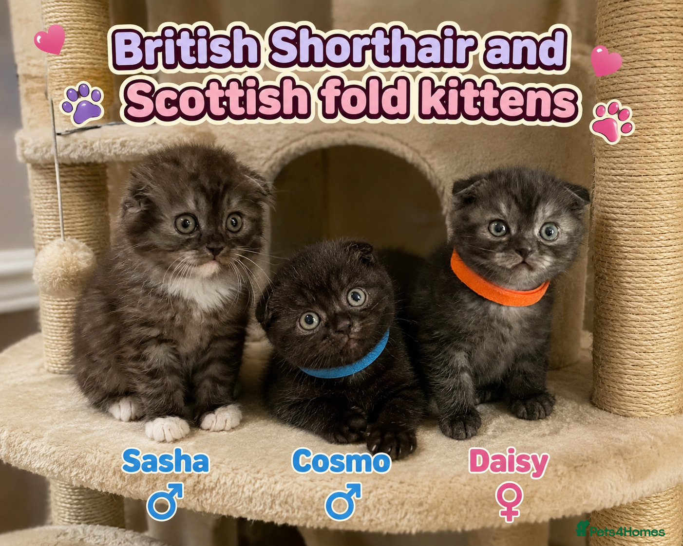 Mixed Breed cats READY2LEAVE BritishShortHair&ScottishFold Kittens - Advert 10